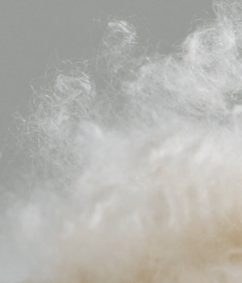 Close-up of fluffy white cotton fibers against a soft gray background for the Bauerfeind Medical Cotton Air collection launch.